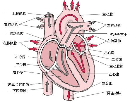 安徽正華動(dòng)物實(shí)驗(yàn)儀器